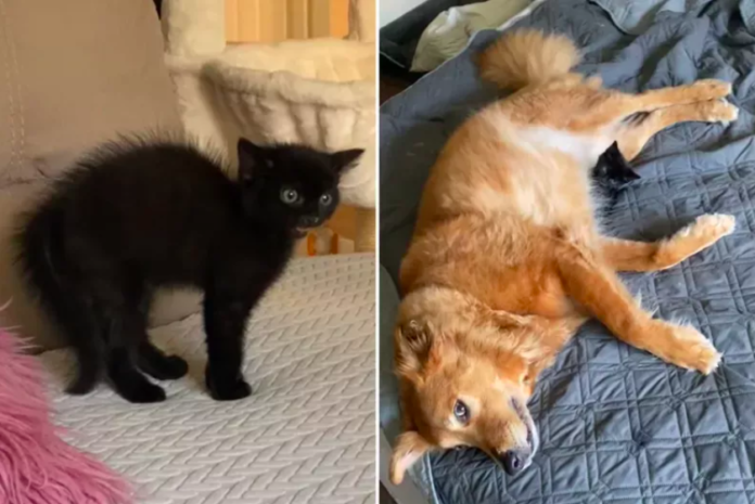 Dog and Kitten's Friendship Blossoms Within 24 Hours