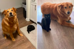 Dog and Kitten's Friendship Blossoms Within 24 Hours