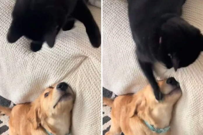 Golden Retriever Pup and Black Cat’s Playful Friendship Charms