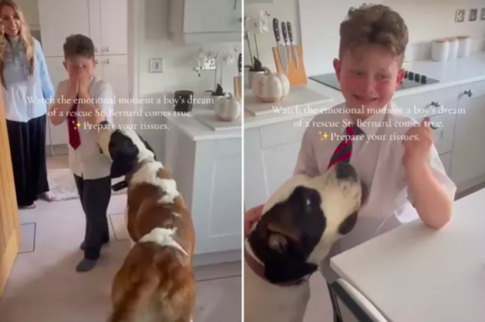 Boy Surprised With His Dream Rescue Dog