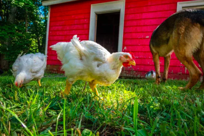 Dog Brings 'Flock of Chickens' Home