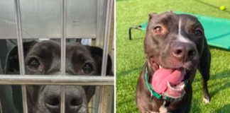 A Nervous Shelter Dog Finds Hope