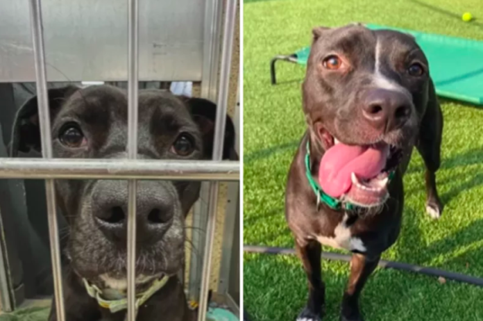 A Nervous Shelter Dog Finds Hope