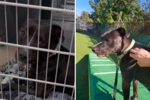 A Nervous Shelter Dog Finds Hope