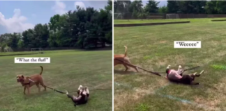 Dog Realizes He Can't Take His Sibling Anywhere