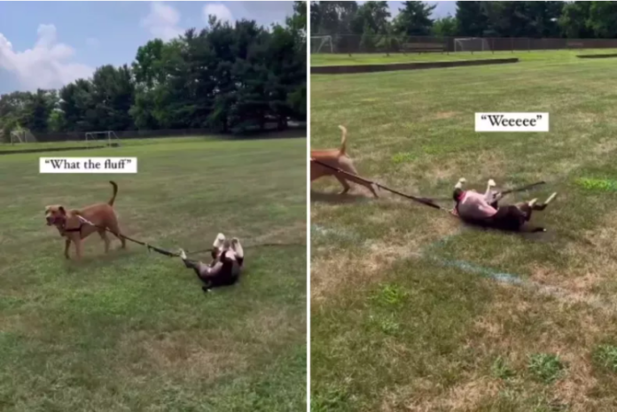 Dog Realizes He Can't Take His Sibling Anywhere