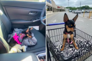 Dog Realizes He Can't Take His Sibling Anywhere