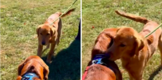 Golden Retriever Brothers Reunite