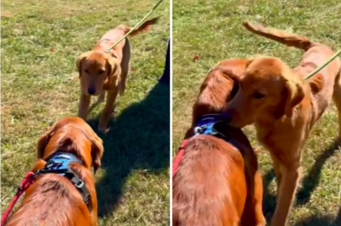 Golden Retriever Brothers Reunite