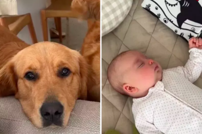 Golden Retrievers’ Adorable Obsession with Newborn