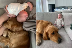 Golden Retrievers’ Adorable Obsession with Newborn