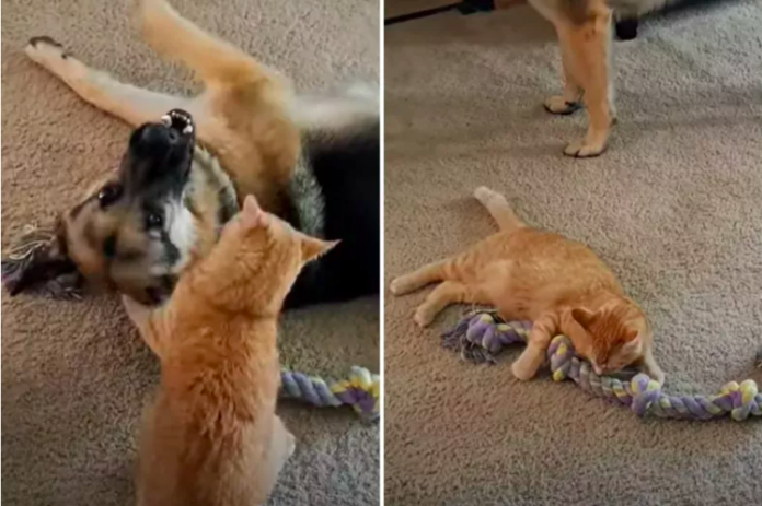 German Shepherd and Cat Who Have 'Each Other to Annoy