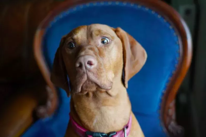 Doggy Day Care Sends Hilarious Photos of Mischievous Pup