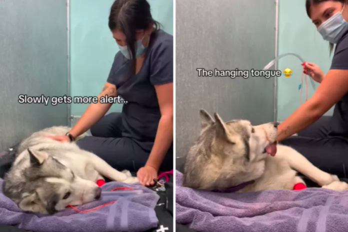 Tears at How Husky Wakes Up From Anesthesia at Vets