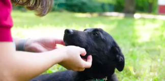 Shelter Worker Comforts Unadopted Puppy