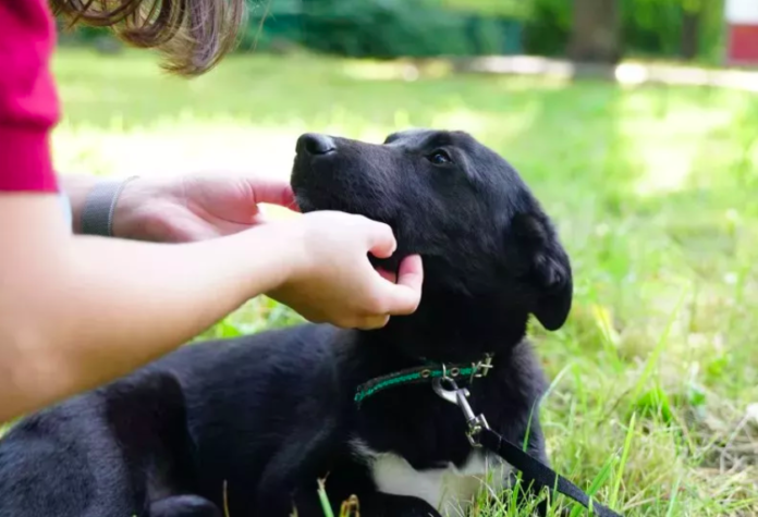 Shelter Worker Comforts Unadopted Puppy