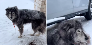 Owner Defends Leaving Siberian Husky Out in the Snow