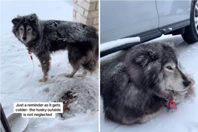 Owner Defends Leaving Siberian Husky Out in the Snow