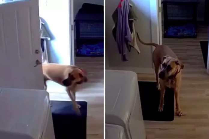 Great Dane 'Speaks Up' After Being Sent Inside