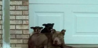 Three Dogs Found Huddled Together on Ohio Streets