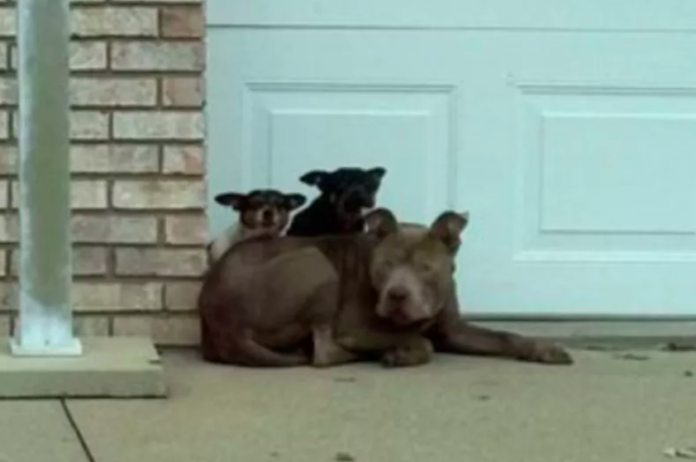 Three Dogs Found Huddled Together on Ohio Streets