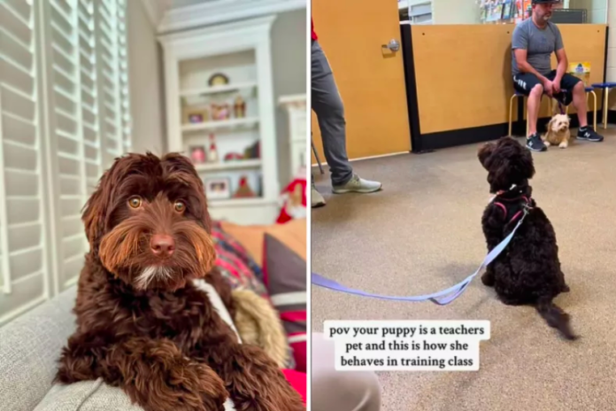 Labradoodle Wows at Puppy Training Class