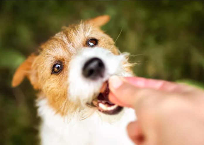 FDA Announces Recall of Dog Treats Across 19 States