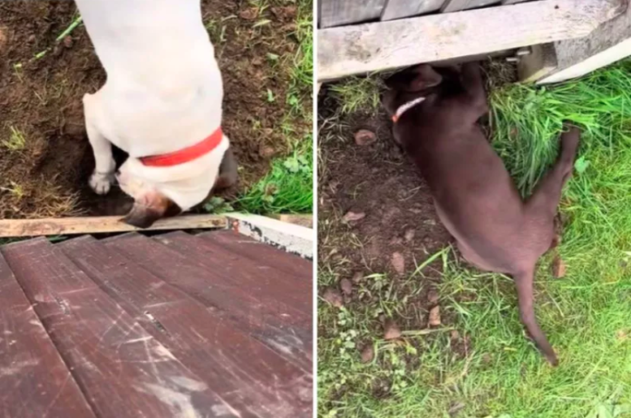 Neighbor Dogs Won't Let a Fence Stop Them From Meeting