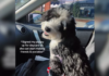 Dog Goes to Daycare to Make Friends, Owner Finds a Hilarious Surprise Dog Goes to Daycare to Make Friends