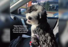 Dog Goes to Daycare to Make Friends, Owner Finds a Hilarious Surprise Dog Goes to Daycare to Make Friends