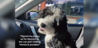 Dog Goes to Daycare to Make Friends