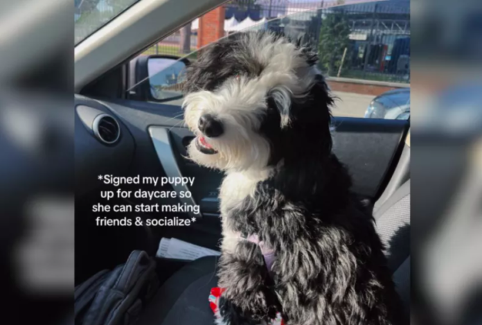 Dog Goes to Daycare to Make Friends