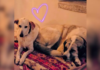 Two Adopted Dogs Go From Strangers to Family: A Heartwarming ‘Match Made in Heaven’ Two Adopted Dogs Go From Strangers to Family