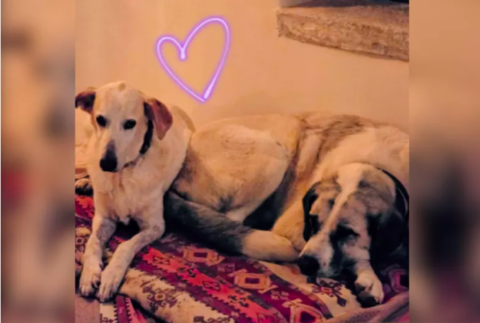 Two Adopted Dogs Go From Strangers to Family