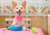 Dog Food Recall Sparks Warning for Pet Owners in Seven States Dog Food Recall Sparks Warning for Pet Owners in Seven States