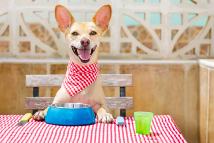 Dog Food Recall Sparks Warning for Pet Owners in Seven States