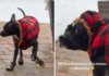 Kentucky Dog’s Hilarious Reaction to Montana Winter Goes Viral: ‘Not Funny, Mom!’ Kentucky Dog's Hilarious Reaction to Montana Winter Goes Viral