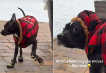 Kentucky Dog’s Hilarious Reaction to Montana Winter Goes Viral: ‘Not Funny, Mom!’ Kentucky Dog's Hilarious Reaction to Montana Winter Goes Viral