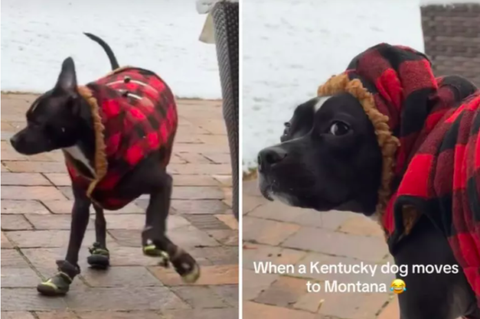 Kentucky Dog's Hilarious Reaction to Montana Winter Goes Viral