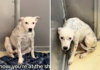Tears Over Pixie: Dog’s Struggle After Owner Pretends She’s a Stray Dog’s Struggle After Owner Pretends She’s a Stray