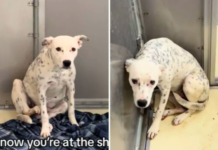 Tears Over Pixie: Dog’s Struggle After Owner Pretends She’s a Stray Dog’s Struggle After Owner Pretends She’s a Stray