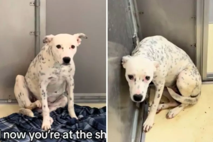 Dog’s Struggle After Owner Pretends She’s a Stray