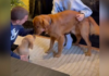 Golden Retriever’s Heartfelt Reaction to a New Puppy Sibling Goes Viral Golden Retriever’s Heartfelt Reaction to a New Puppy