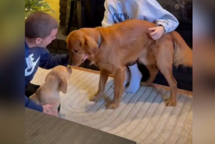 Golden Retriever’s Heartfelt Reaction to a New Puppy