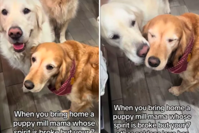 Golden Retriever Finds Healing in New Family