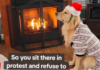 Dani the Golden Retriever Protests Holiday Photo Shoot: A Hilarious Tale of Festive Rebellion Dani the Golden Retriever Protests Holiday Photo Shoot