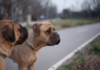 Hysterics at Dogs’ Reaction to Being Told a Cat Lives With Them Now Dogs' Reaction to Being Told a Cat Lives With Them Now