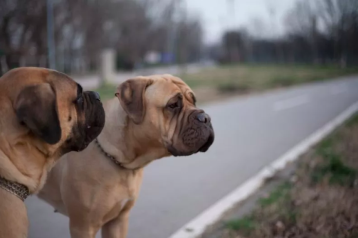 Dogs' Reaction to Being Told a Cat Lives With Them Now