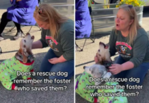 Heartwarming Moment: Dog Reunites With Former Foster Parent, Capturing “Big Feels” Dog Reunites With Former Foster Parent