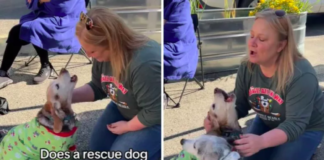 Dog Reunites With Former Foster Parent